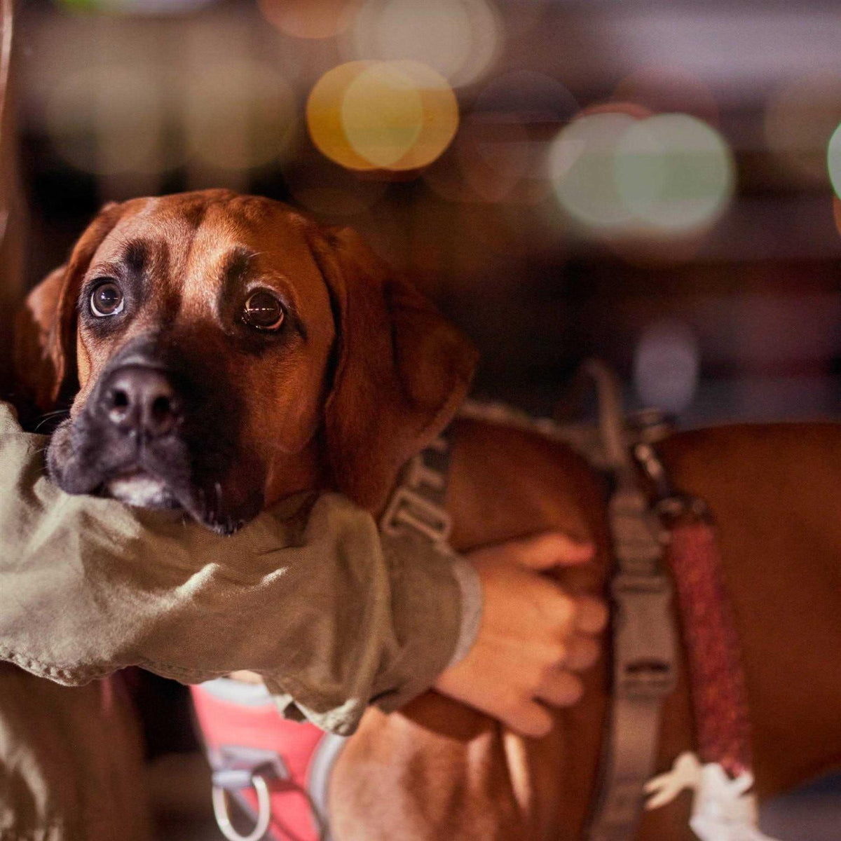 No-Pull Dog Harness R39841
