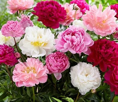 Mixed Color Peony Roots 10 Plants S3445