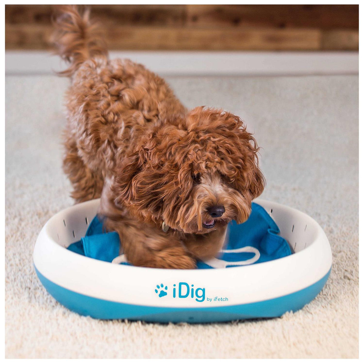 iDig Stay Digging Toy for Dogs W55668