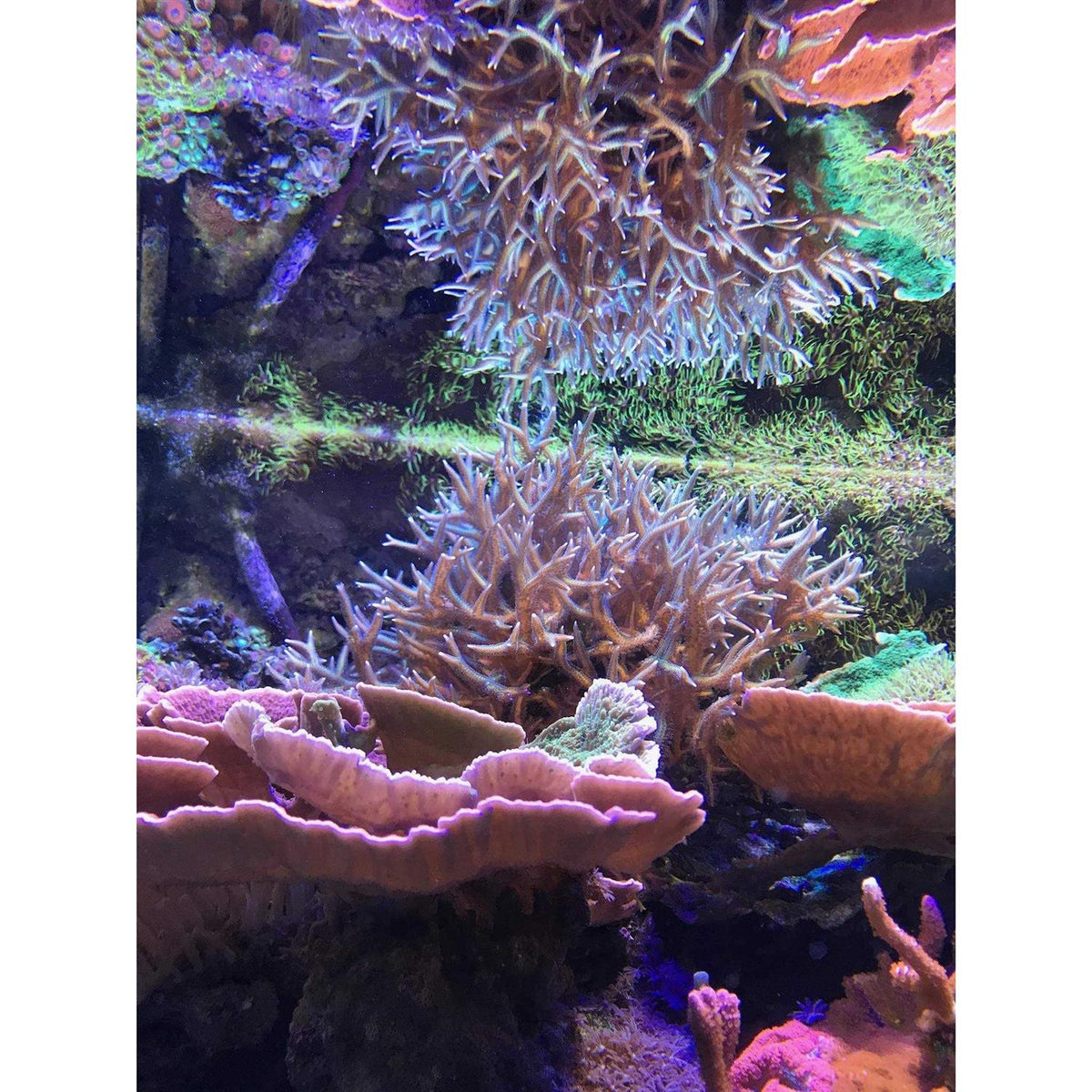 Reef Zooplankton L889
