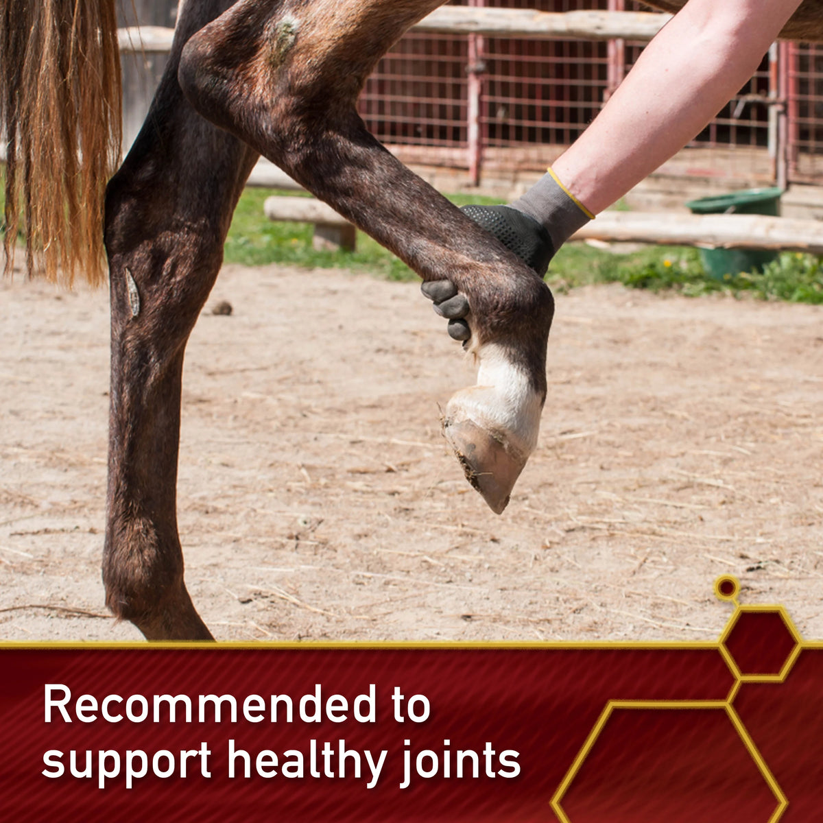 MSM Joint Supplement for Horses 4 Pounds Y8121