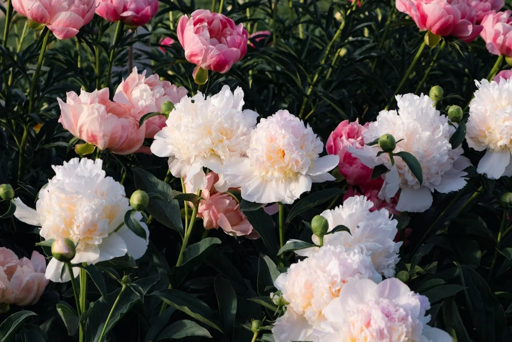 Mixed Color Peony Roots 10 Plants S3445