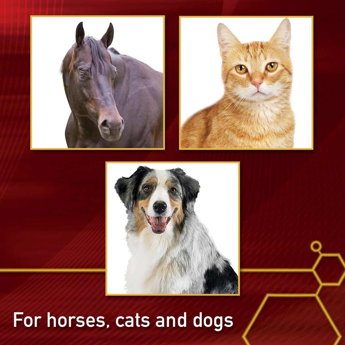 MSM Joint Supplement for Horses 4 Pounds Y8121