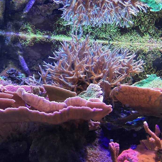 Reef Zooplankton L889